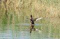 30.5.2012  Saline di Priolo (50a)